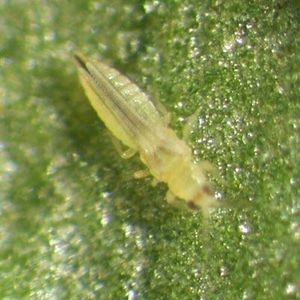 uploads/images/pest/chilli thrips.jpg